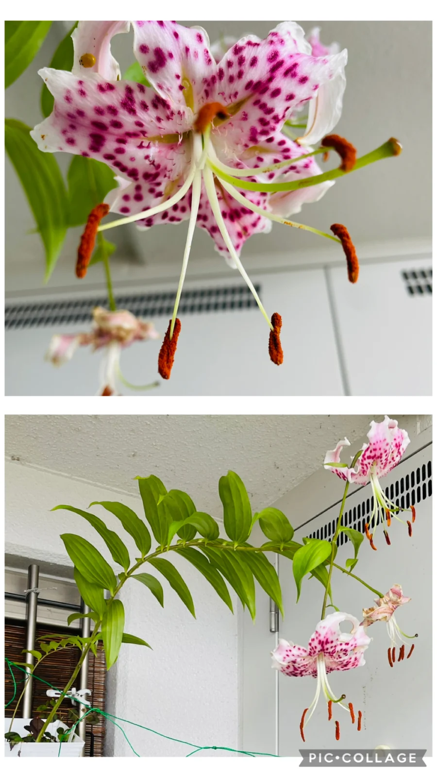 ユリ　花