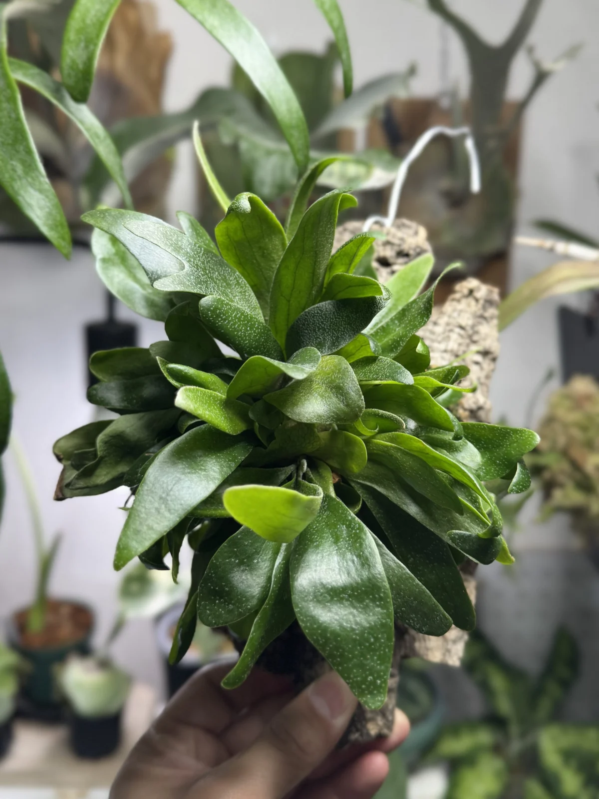 ビカクシダ　コモチ