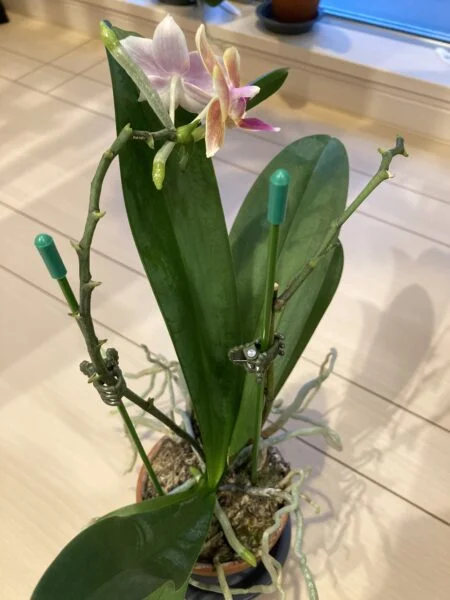 胡蝶蘭 ミニ胡蝶蘭 KaLaLa