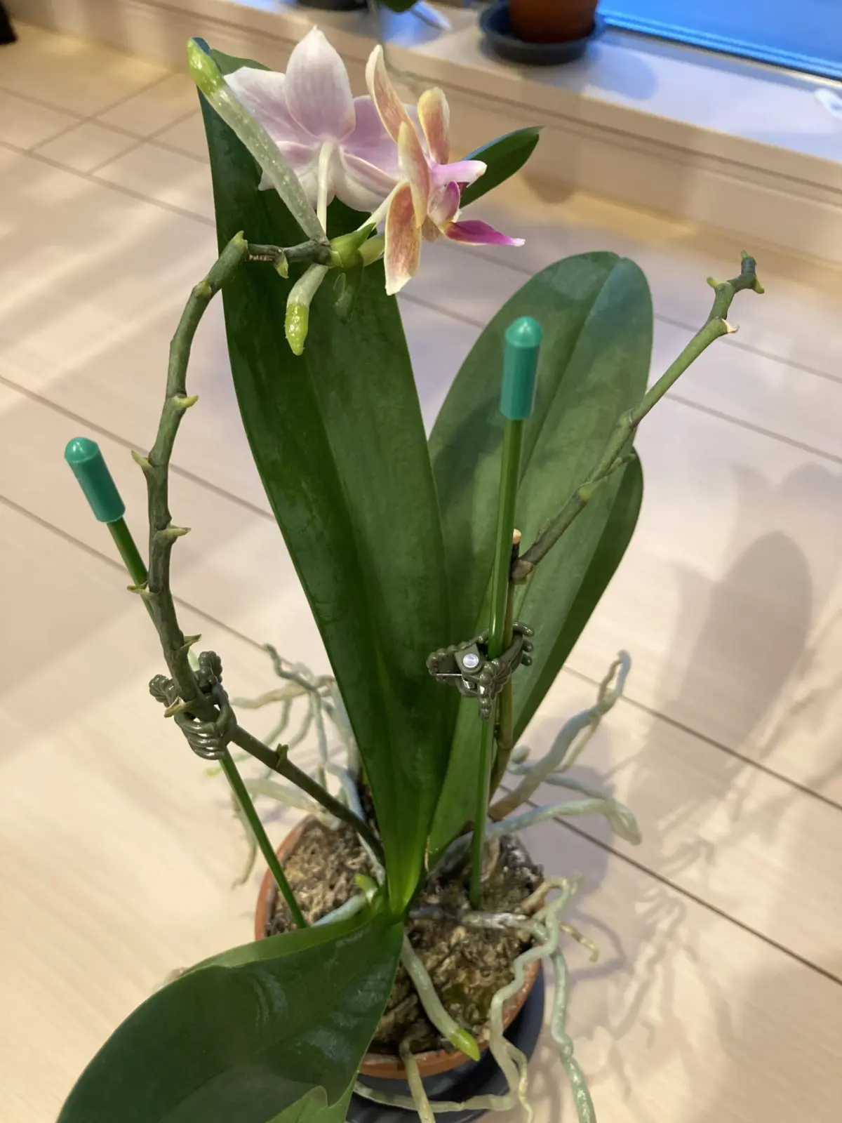 胡蝶蘭　ミニ胡蝶蘭　KaLaLa