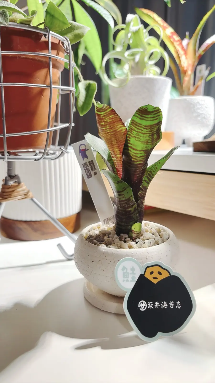 ネオレゲリア　ホビーキャット