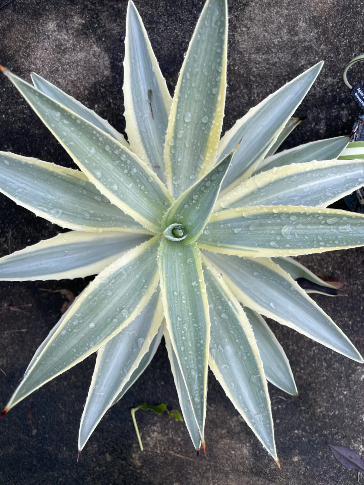 アガベ ディスメティアーナ 雪月花