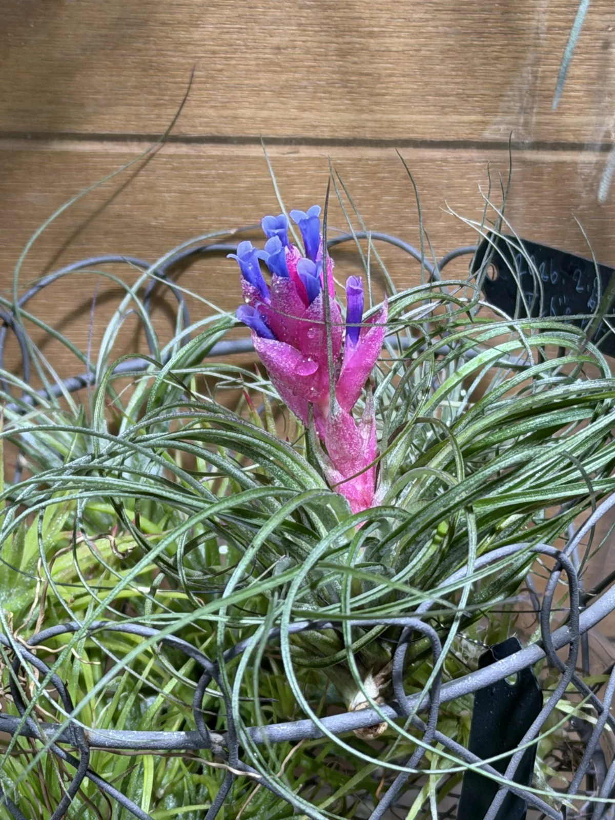 ティランジア ストリクタ