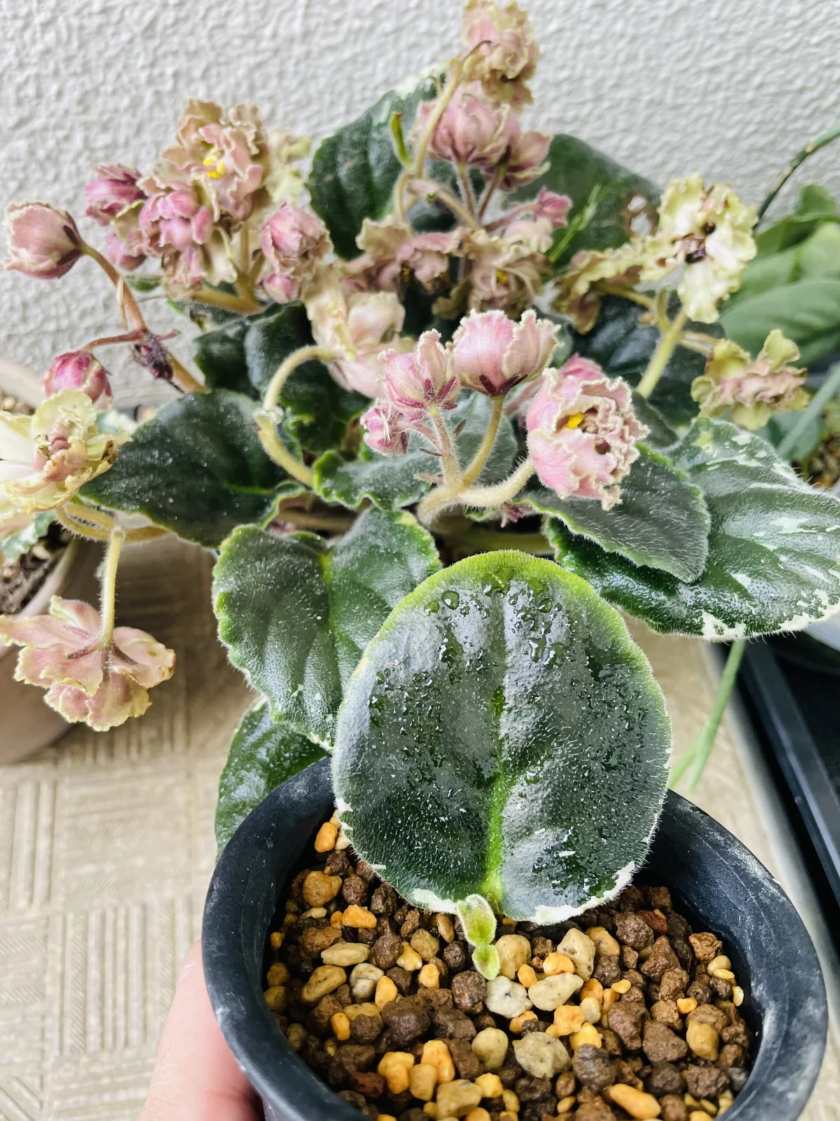 セントポーリア　カルダモン　葉挿しから新芽