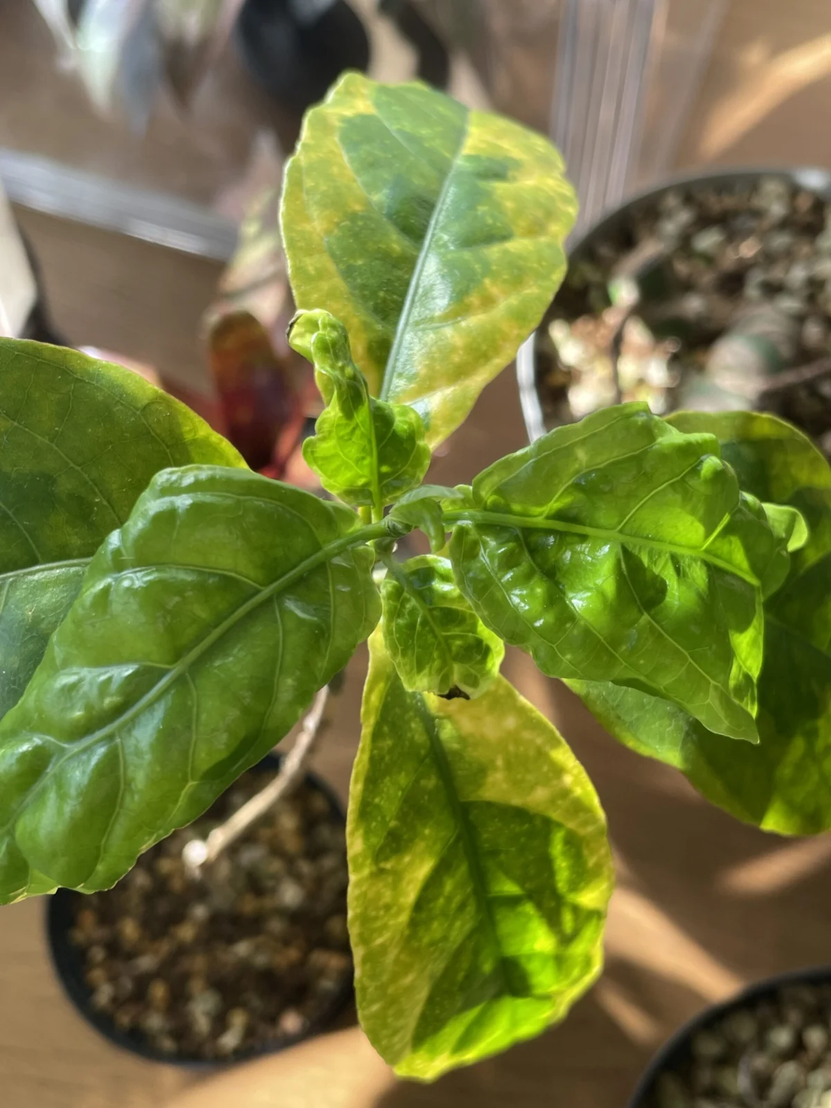 コーヒーの木　斑入り