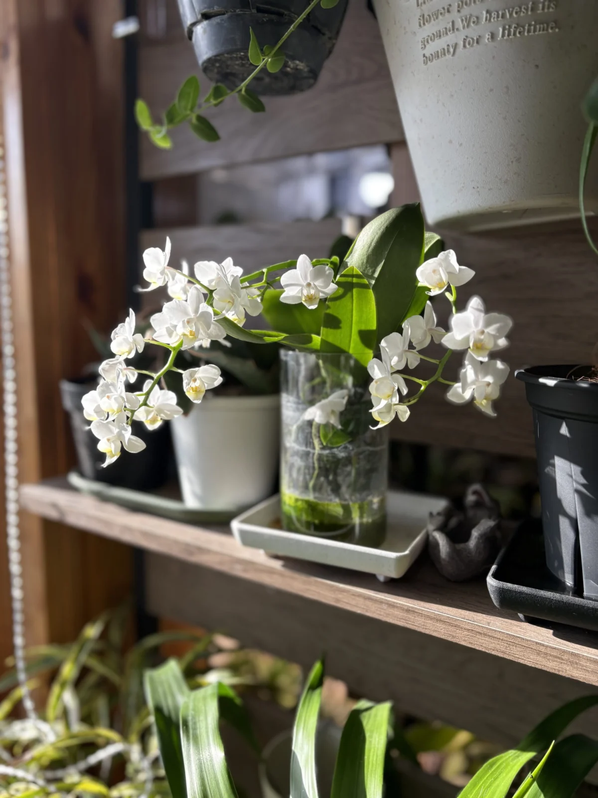 ミニコチョウラン　水耕栽培