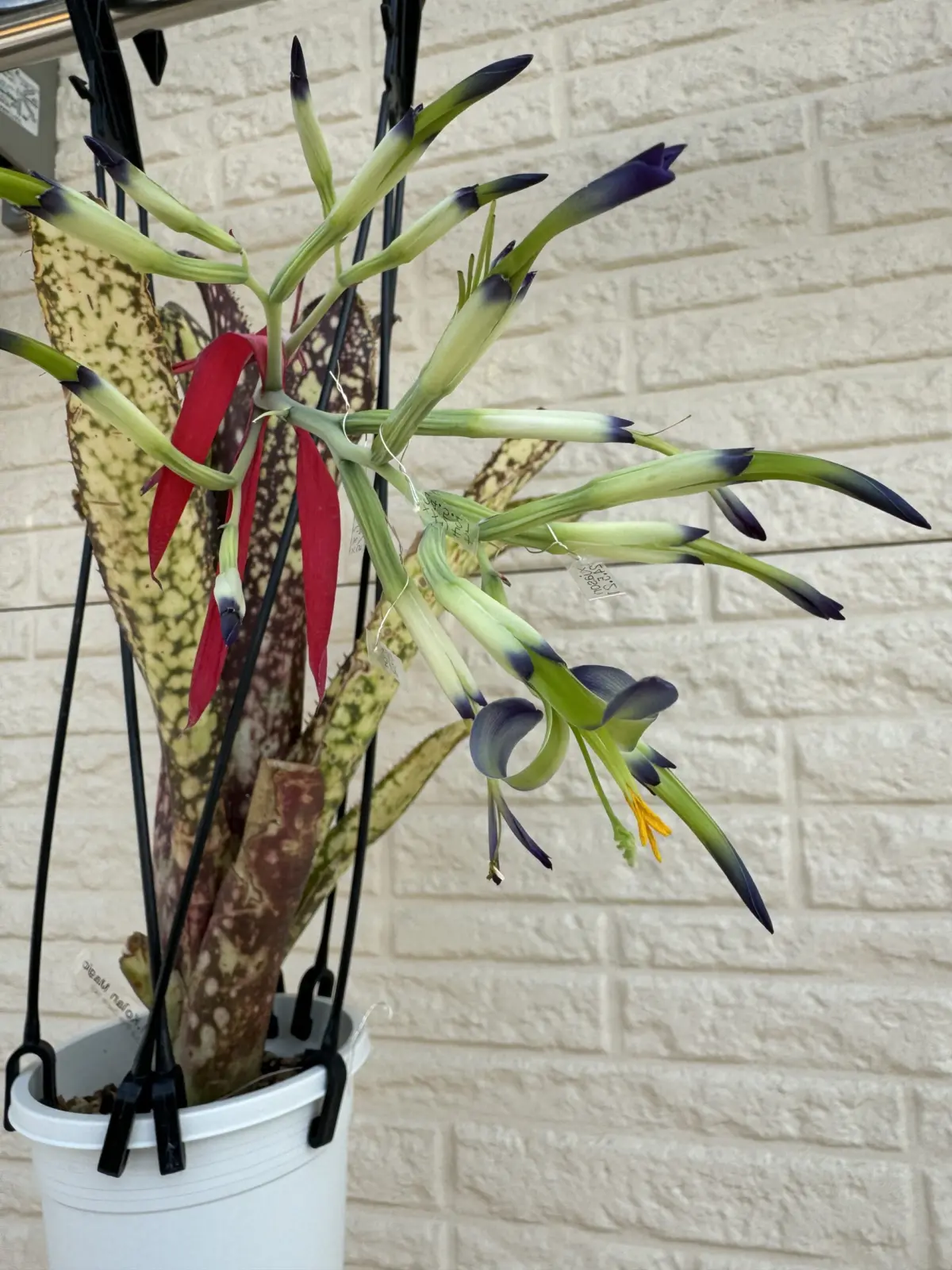 ビルベルギア　コーランマジック　花