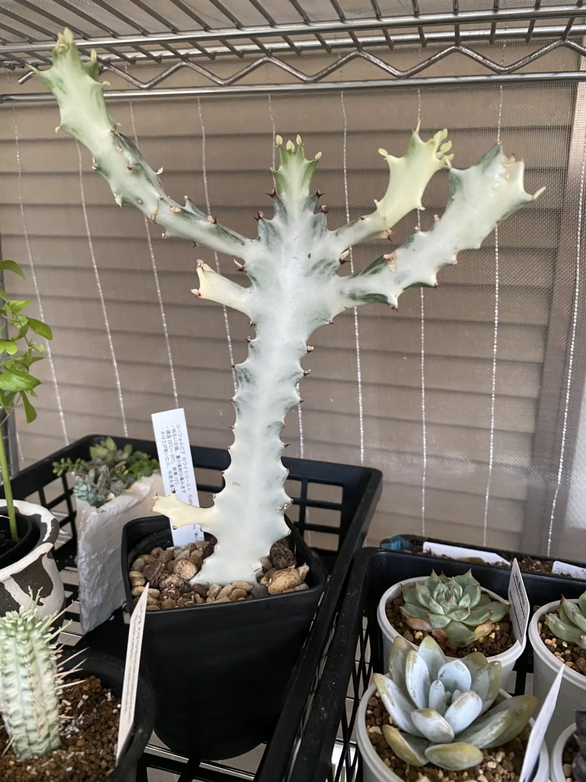 ユーフォルビア ホワイトゴースト ホムセン