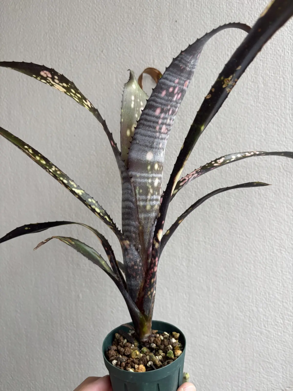 ビルベルギア　ドミンゴスマルティンス × ( ビードルマン × ワインダーギグ スペシャル )#1