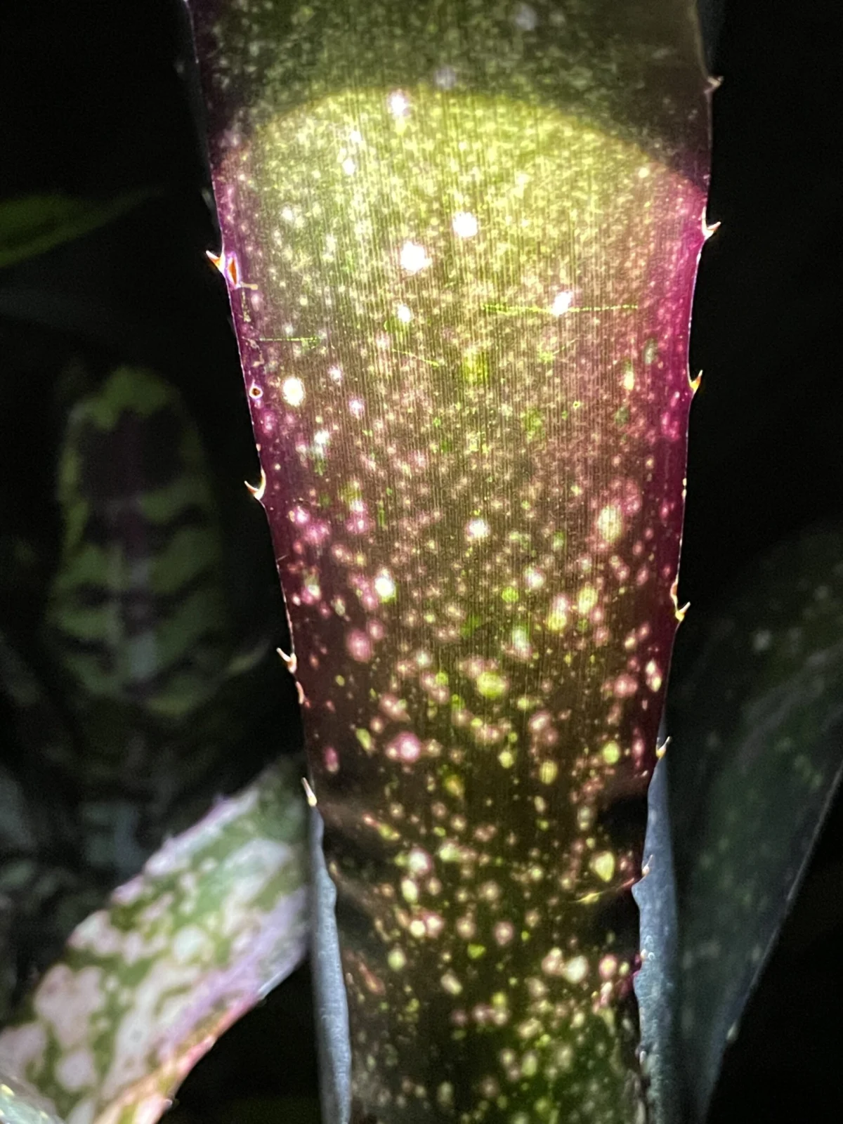 ビルベルギア　エルゾロ