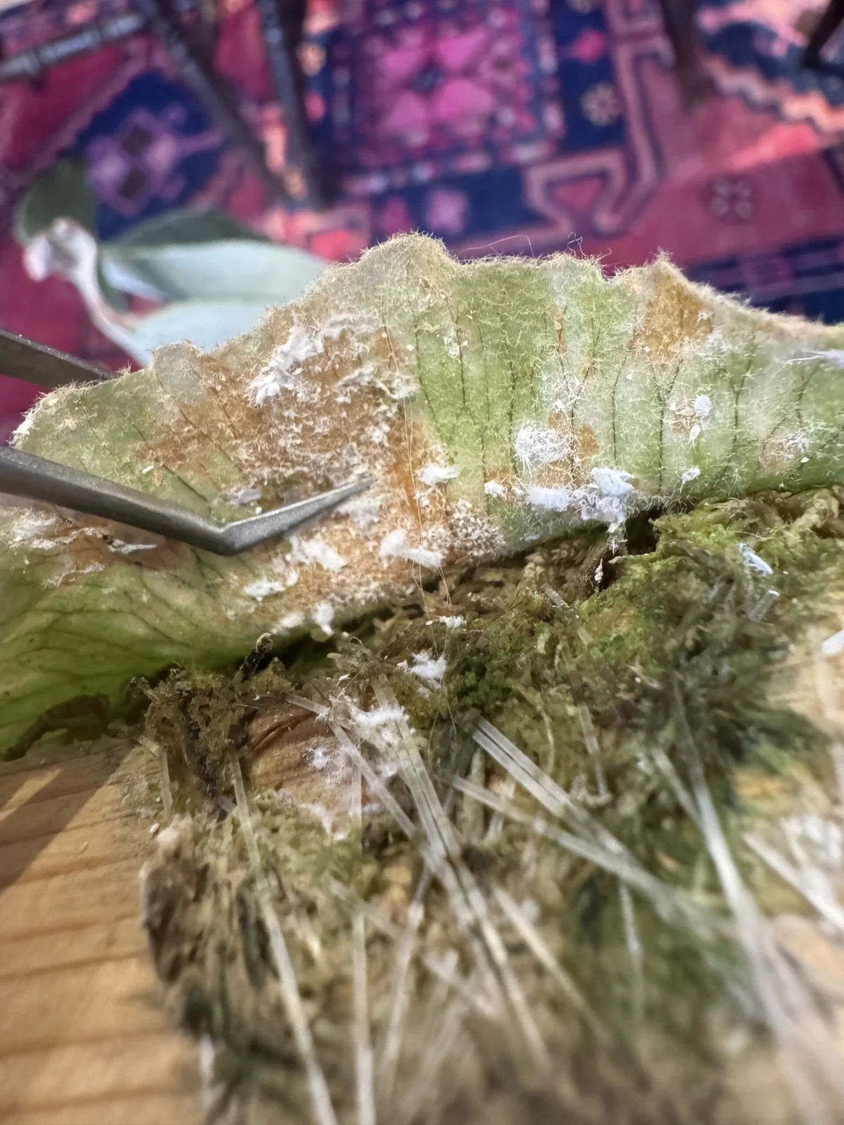 ビカクシダ　アンディナム　害虫