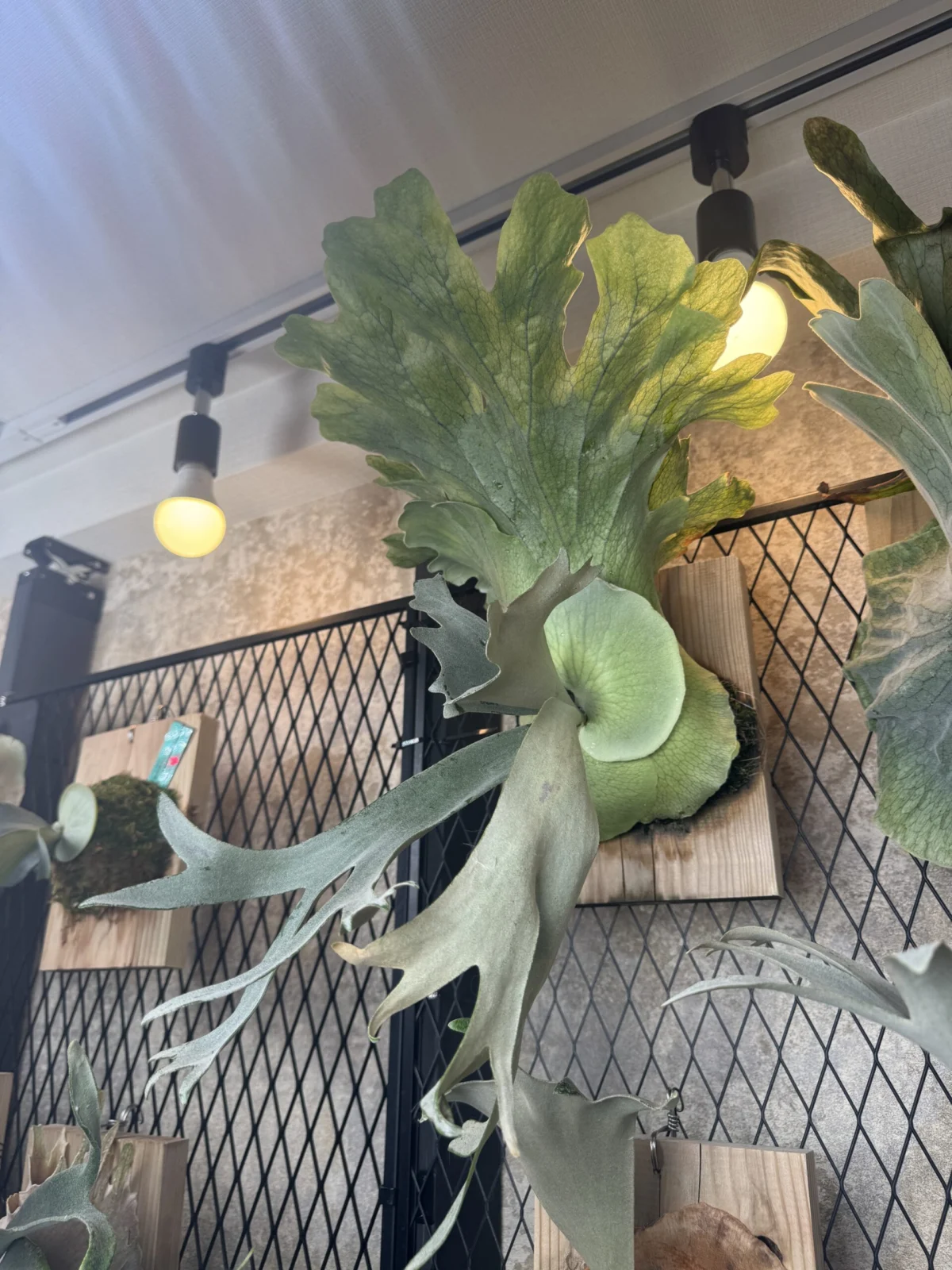 ビカクシダ　エスエスフーン×W4　胞子栽培