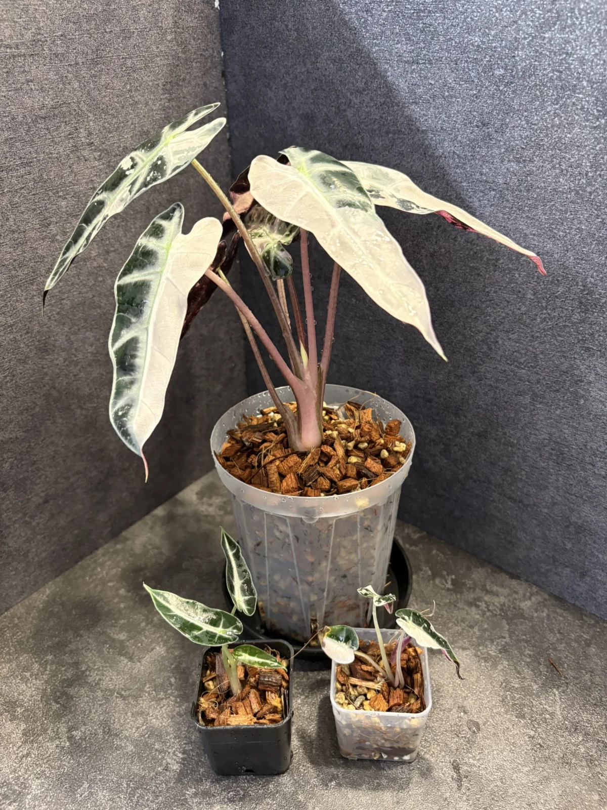 アロカシア バンビーノ ピンク