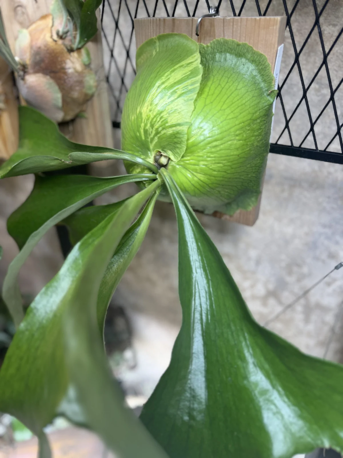 ビカクシダ　エリシー　台湾