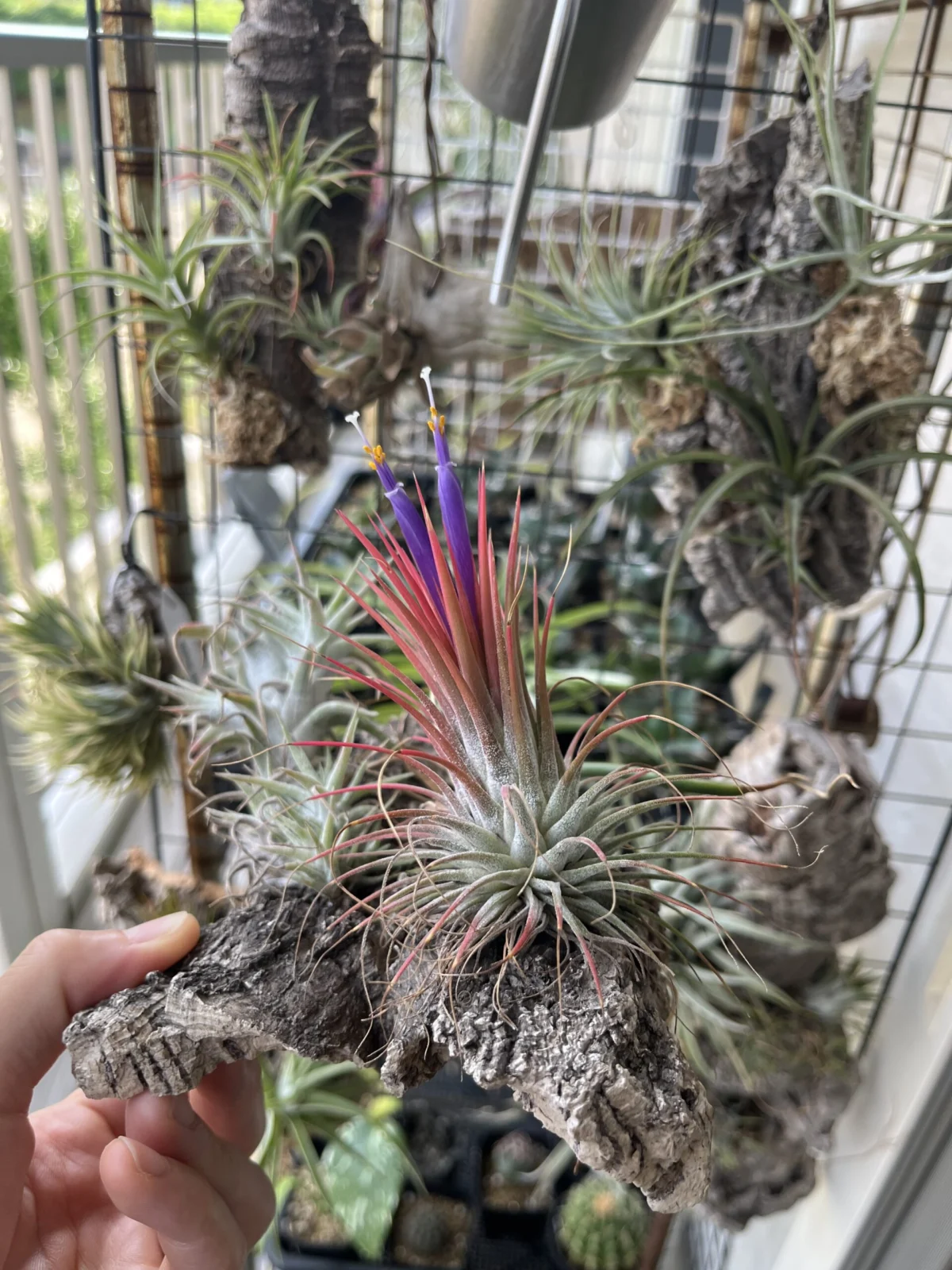 ティランジア 開花