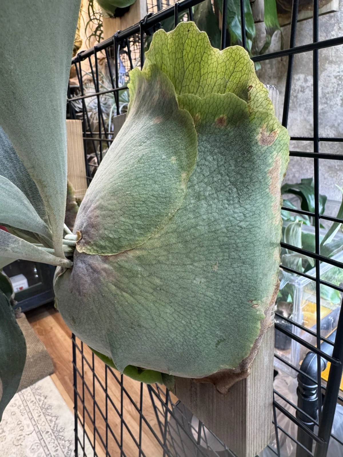 ビカクシダ　ジョー　害虫