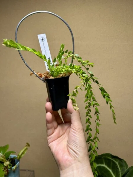 フペルジア ハンホン