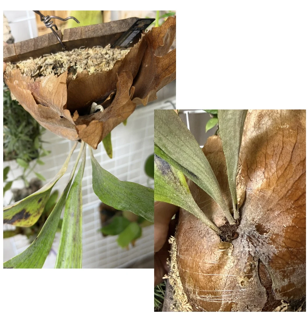 ビカクシダ トサカ