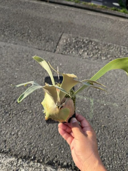 ビカクシダ　ぴょん吉