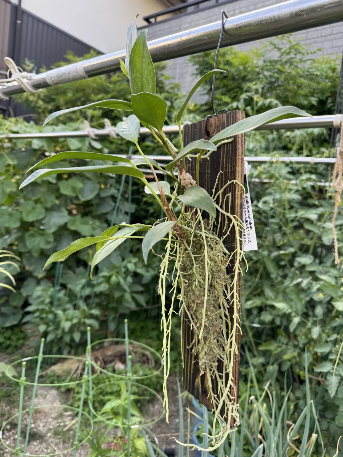 アンスリウム　スカンデンス　開花株　板付け