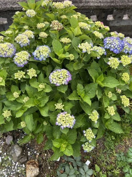 アジサイ 開花途中