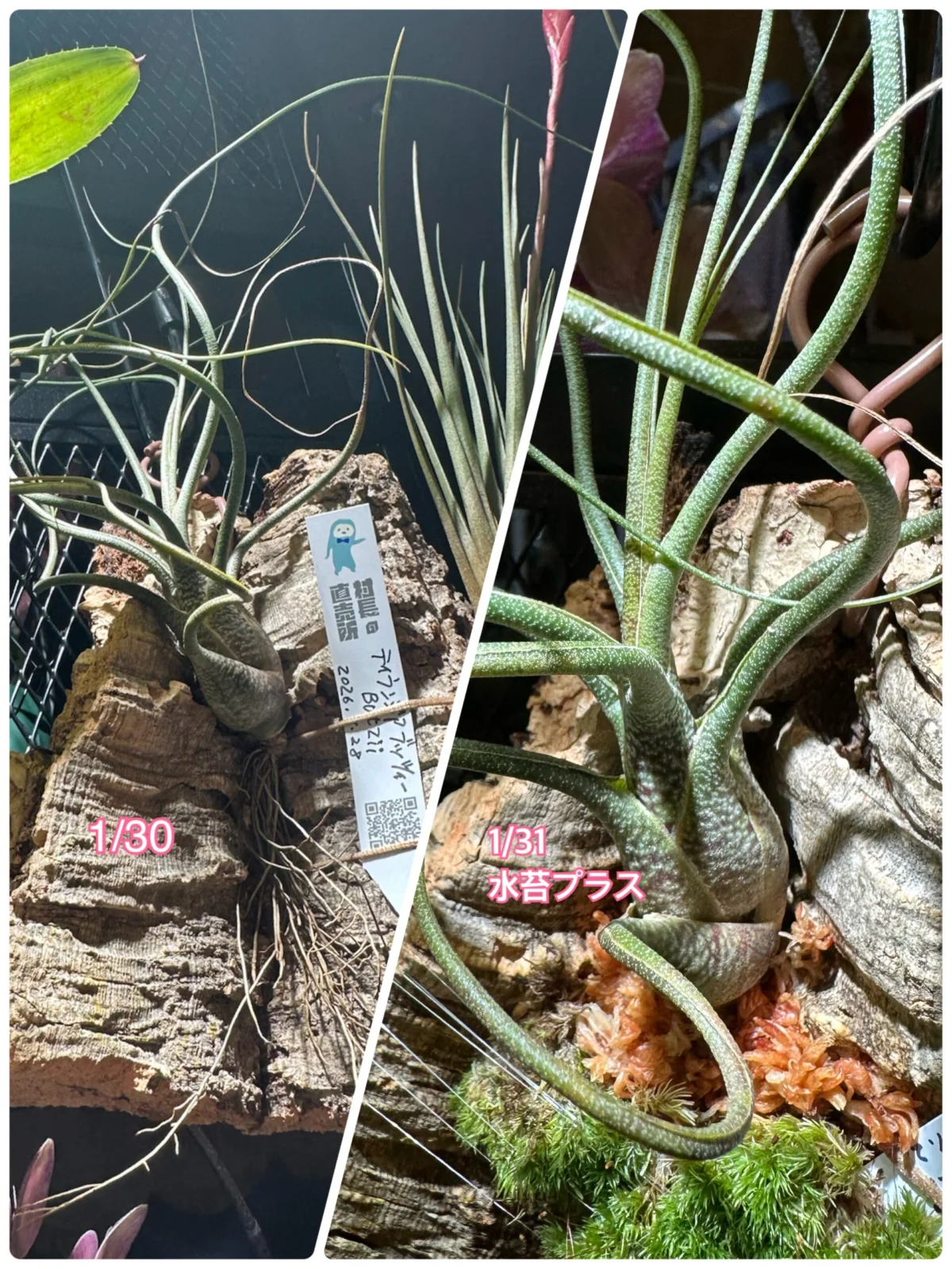 ティランジア　ブッツィー