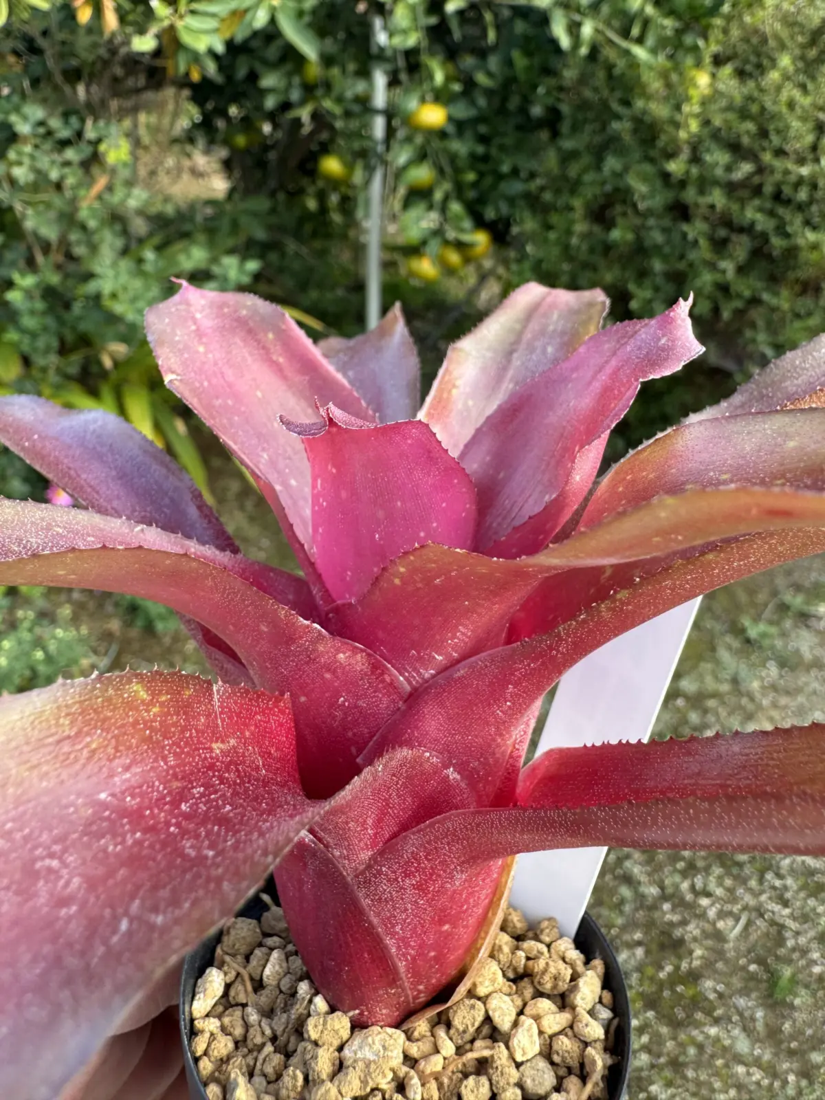 ネオレゲリア　ベシート　赤　横から