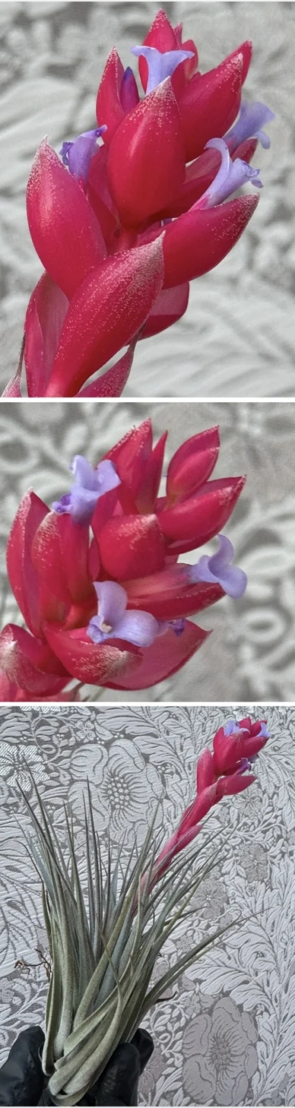 ティランジア　シルバーフェニックス　開花株