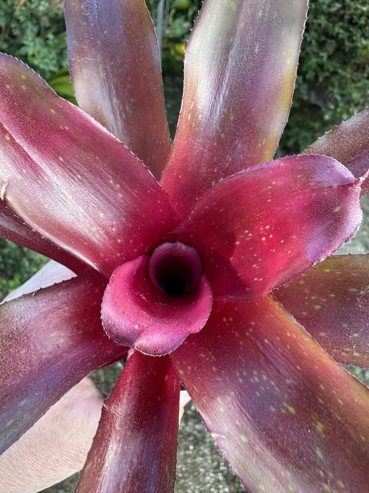 ネオレゲリア　ベシート　赤　上から