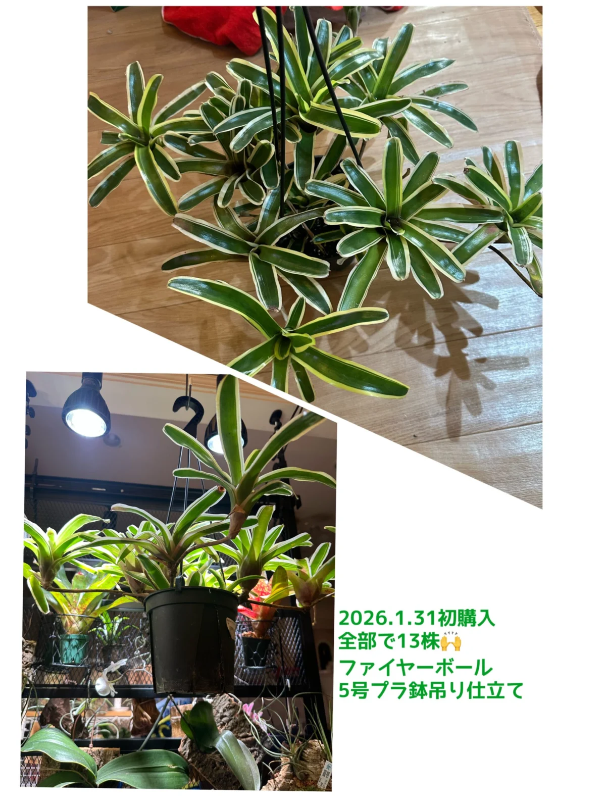 ネオレゲリア ファイヤーボール