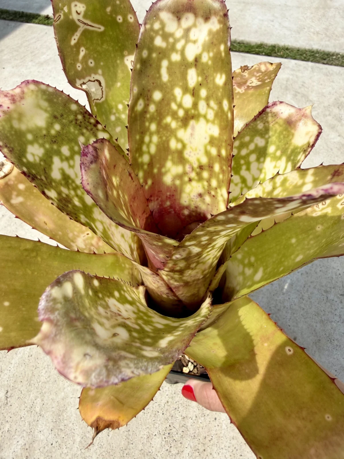 ビルベルギア　アラカイ×サンデリアーナ