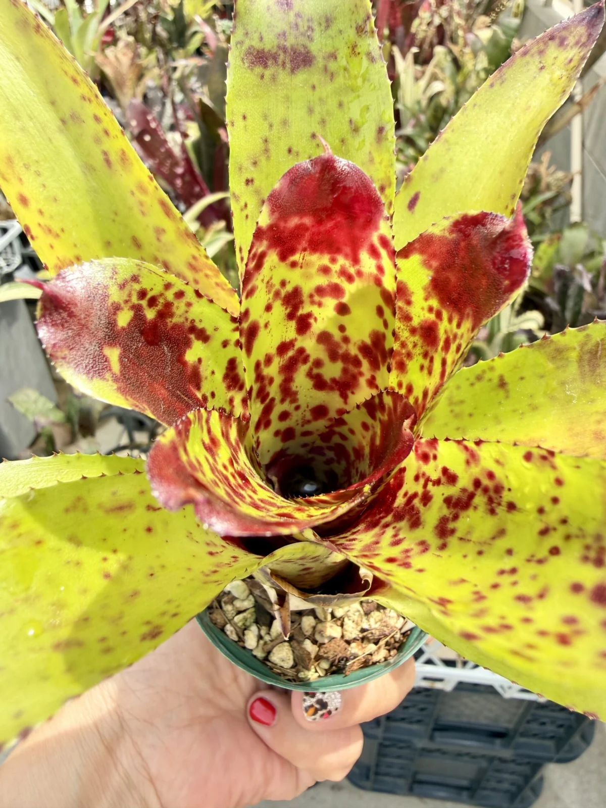 ネオレゲリア　チアーズ