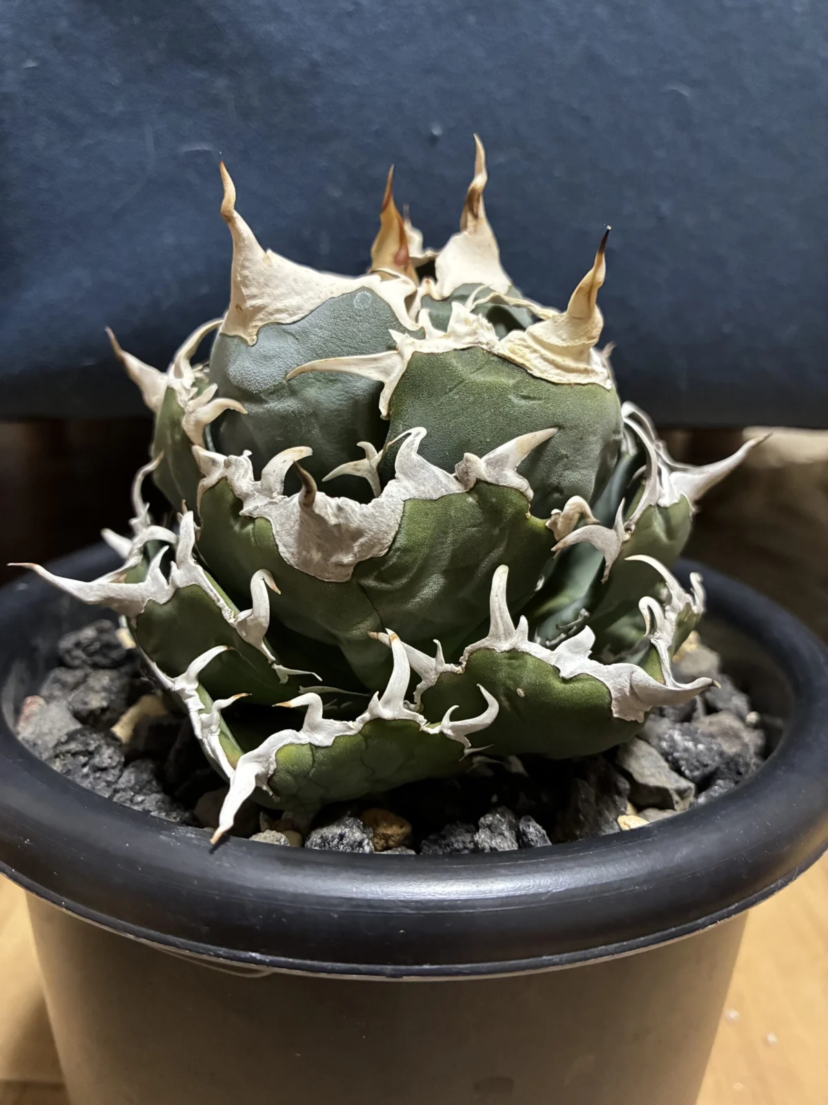 アガベ　チタノタ　白鯨