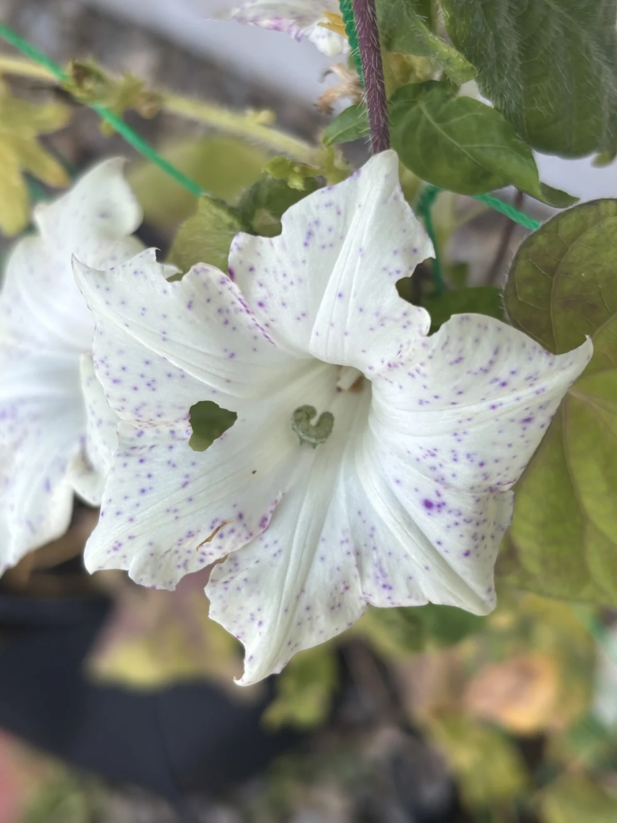 朝顔 害虫被害
