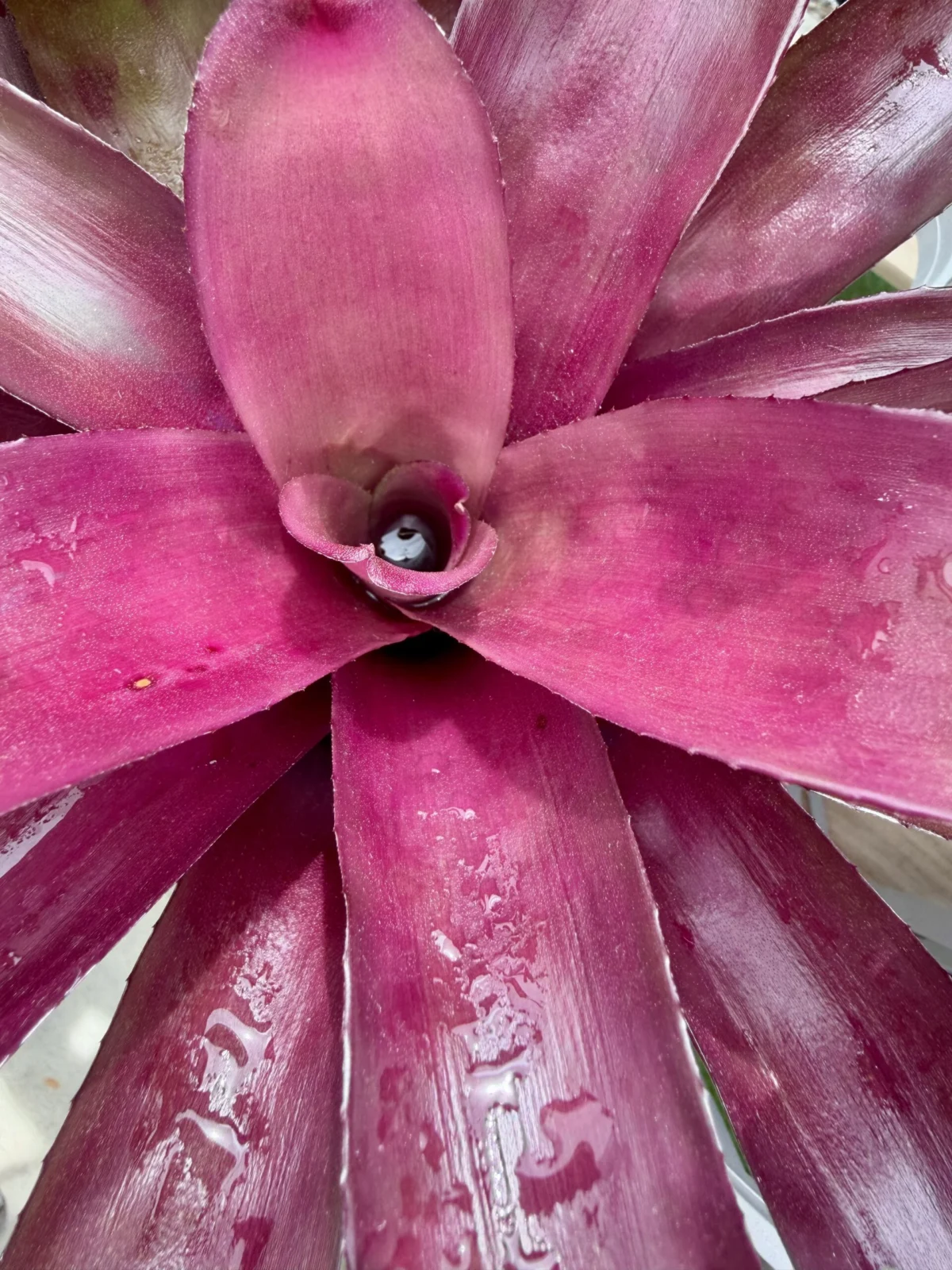 ネオレゲリア　グラナダ