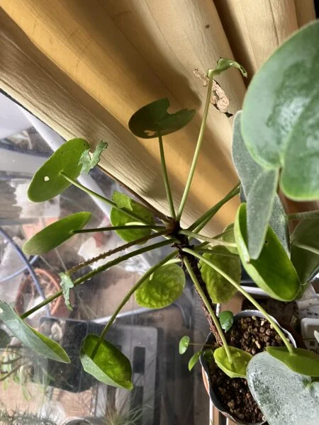 ピレア ペペロミアオイデス 害虫