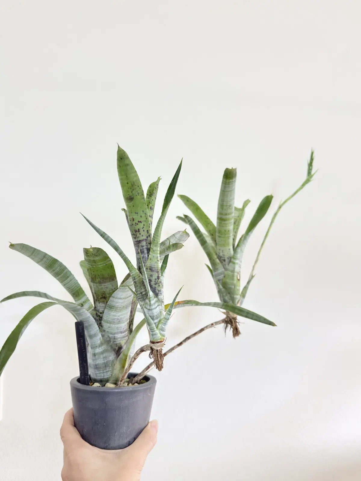 ネオレゲリア　パウシフローラジャイアントフォーム