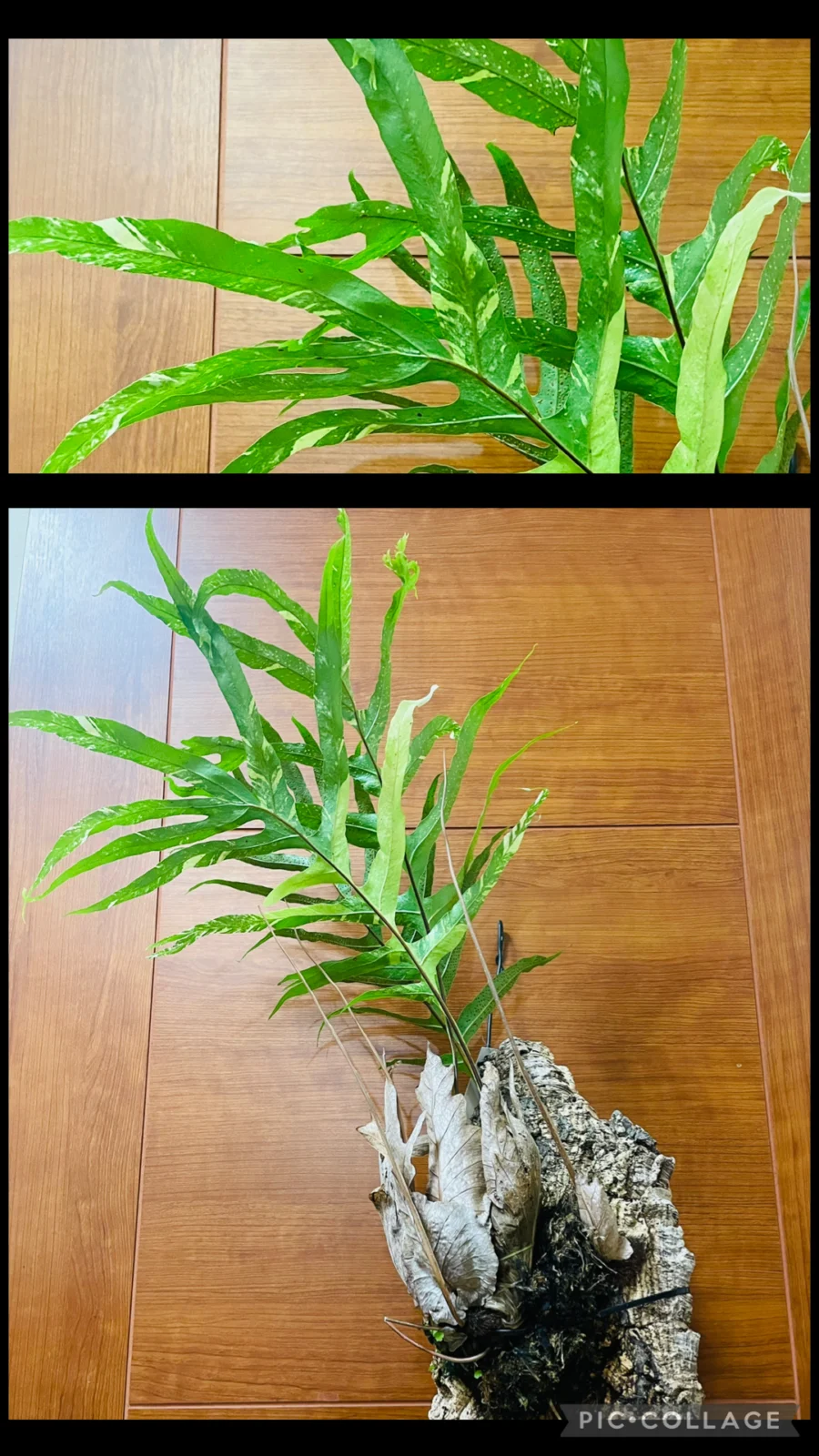 ドリナリア　クエルシフォリア　獅子葉　斑入り