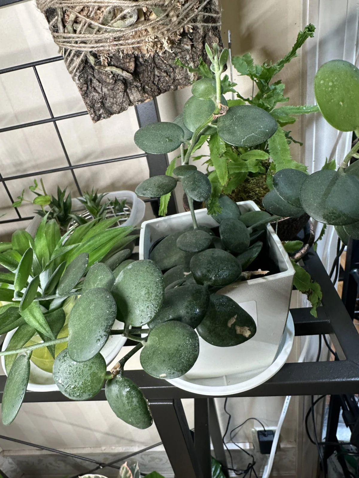 グリーンドラム