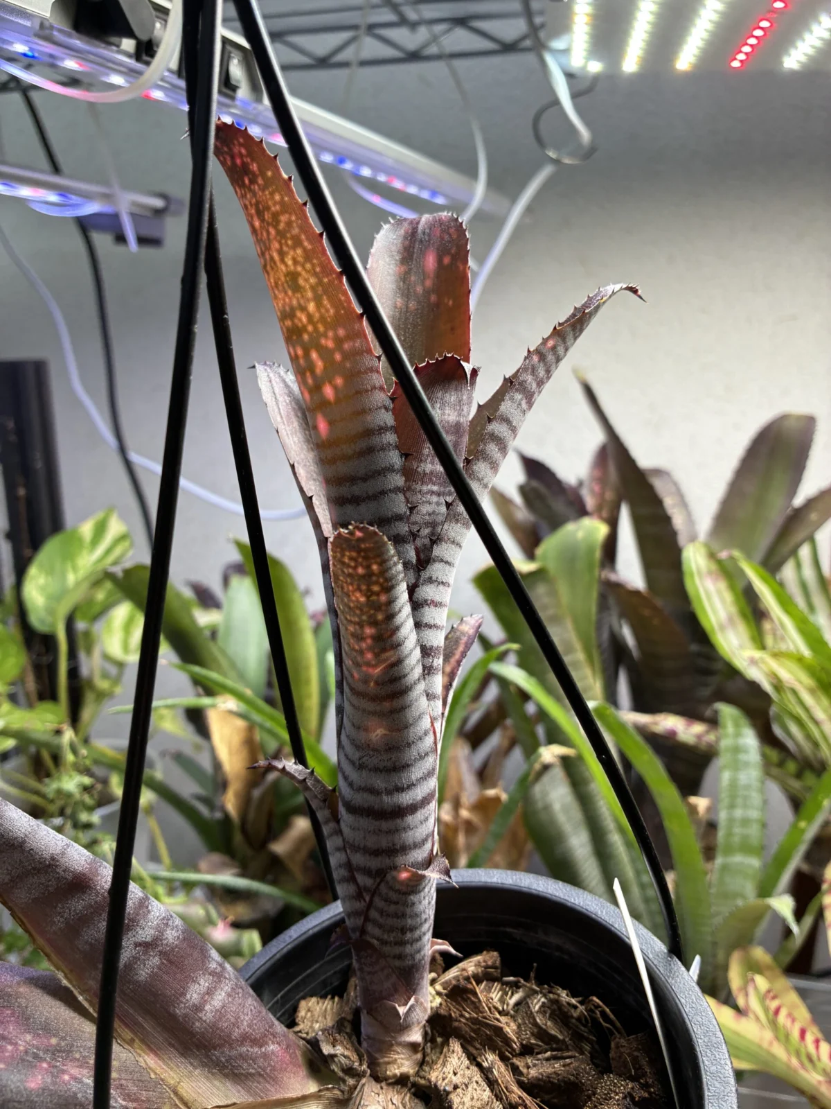 ビルベルギア スモークスタック