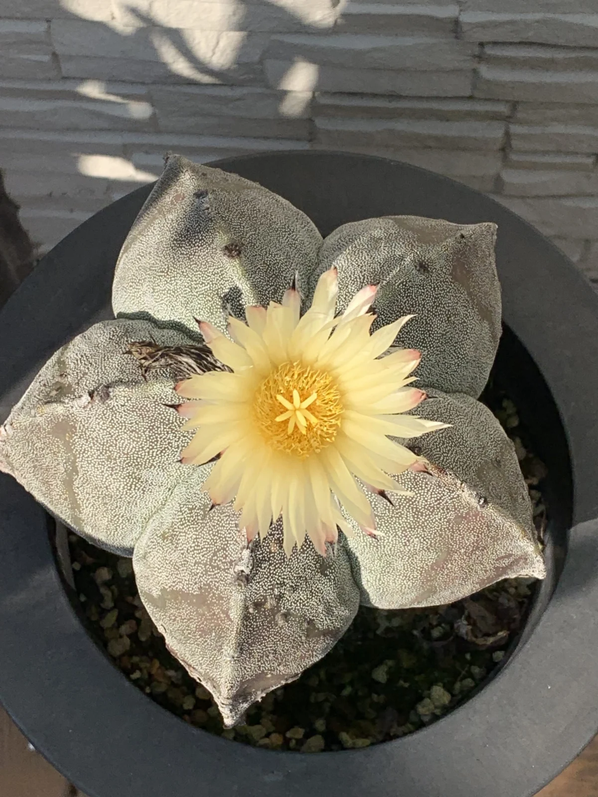 サボテン　アストロフィツム　ランポーギョク　花