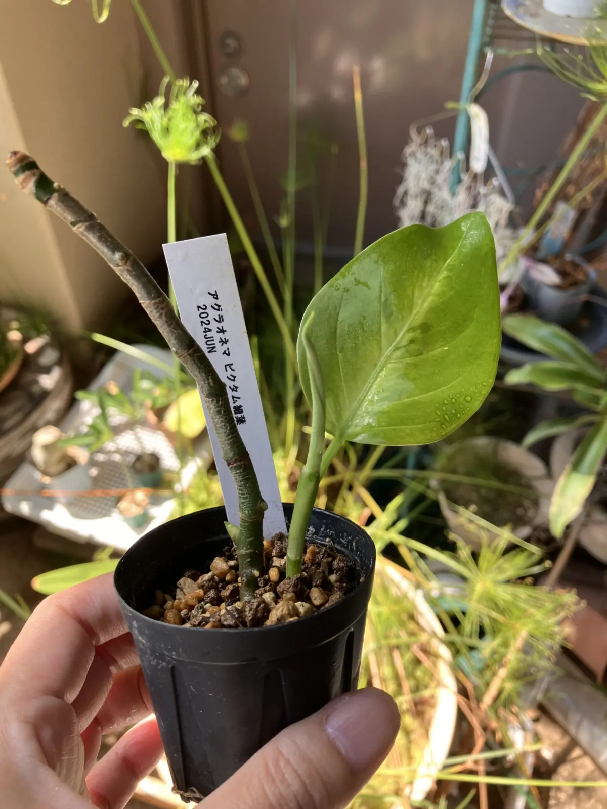 アグラオネマ ピクタム 細葉 復活？