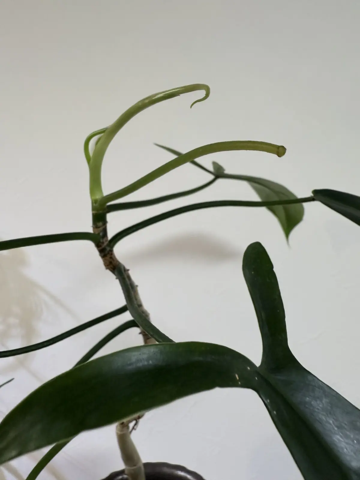 フィロデンドロン　69686 調子悪いが新芽展開中