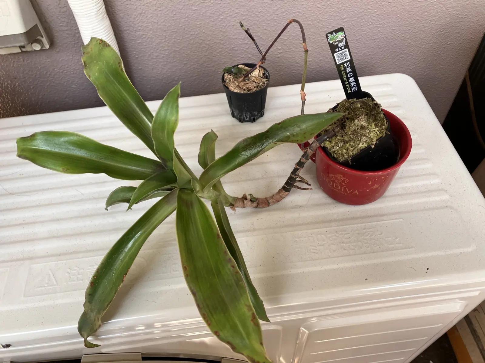 カリシア フレグランス