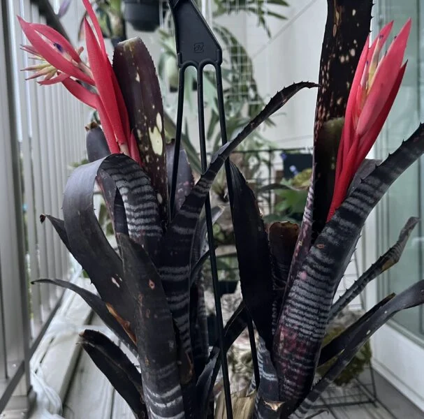 ビルベルギア　ダースベイダー
