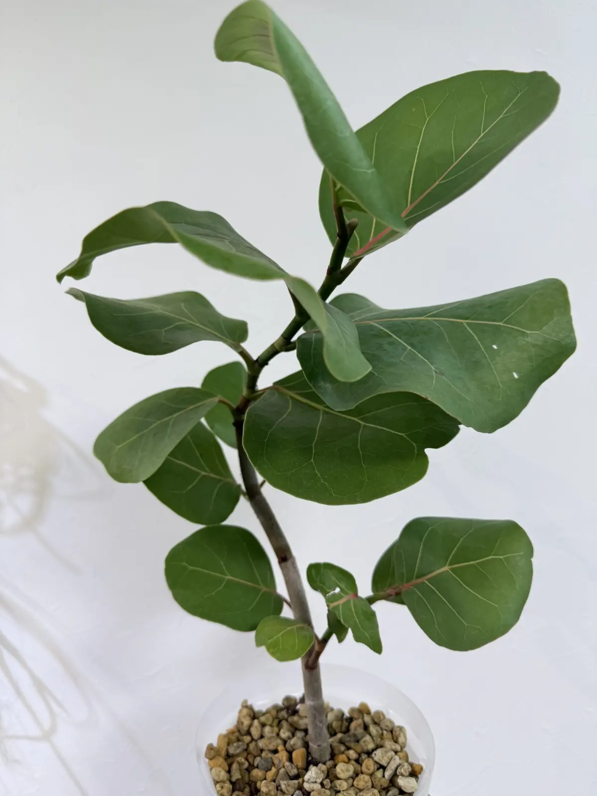 フィカス　シーグレープ