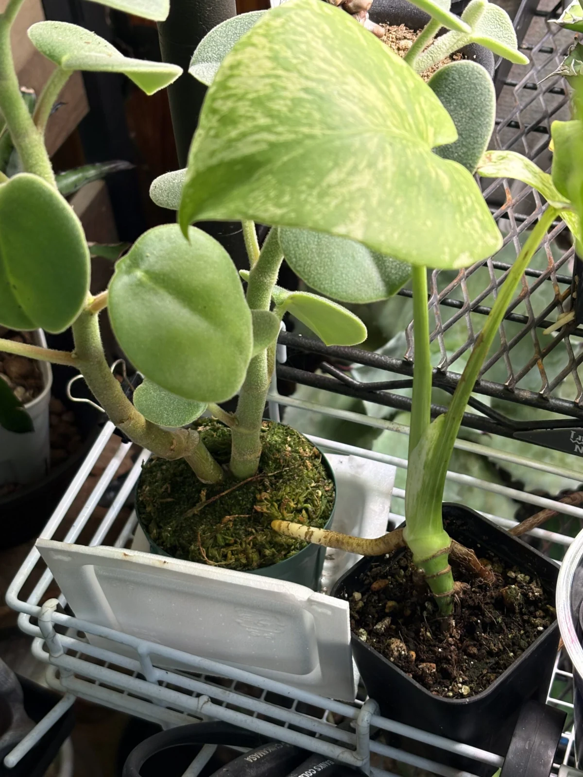 モンステラ　テンシンラン　ホワイトモンスター　気根