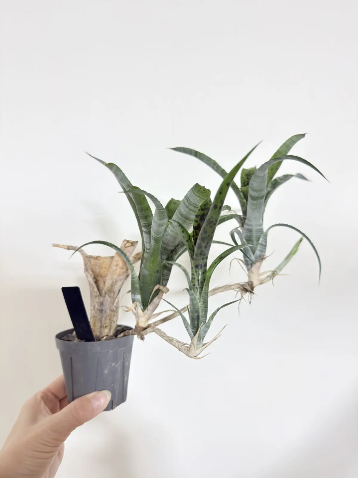 ネオレゲリア　パウシフローラ