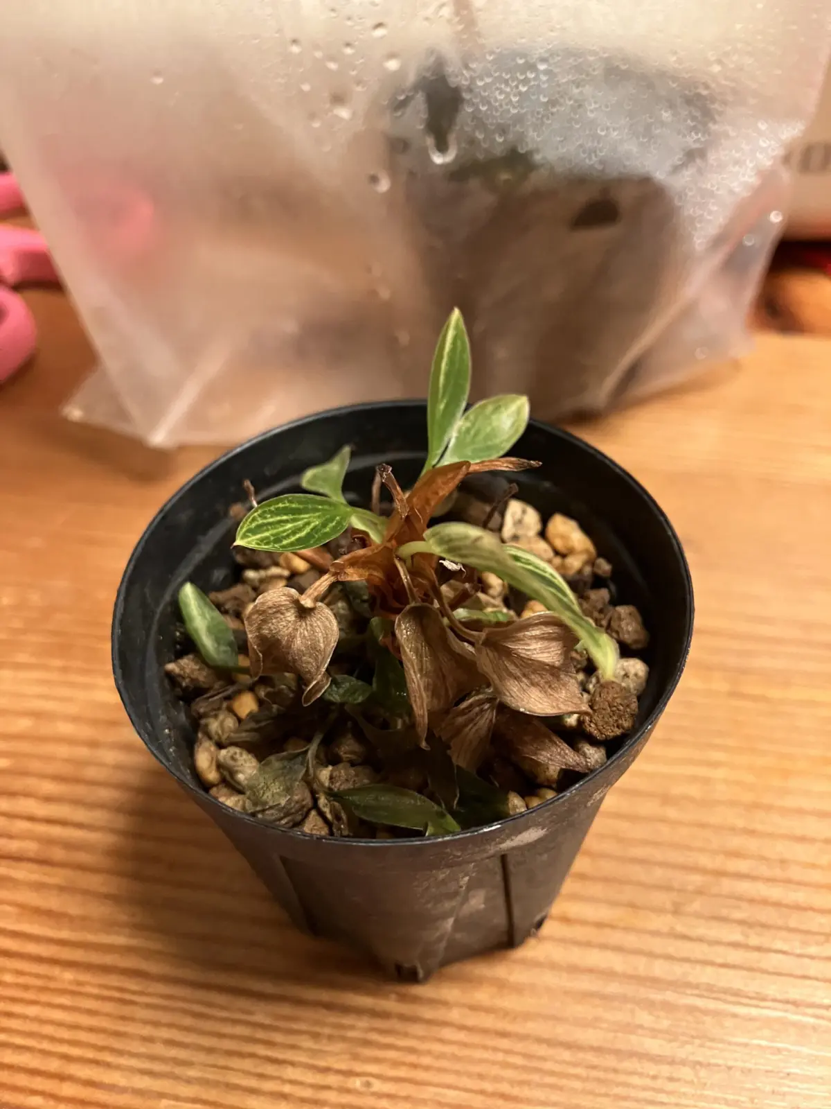 フィロデンドロン バーキンコンパクト 水切れ