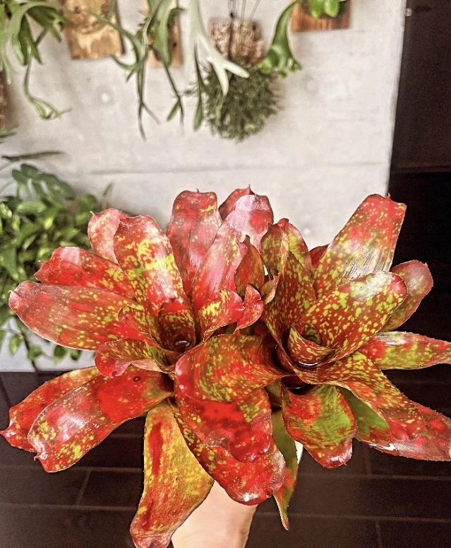 ネオレゲリア　バブリシャス